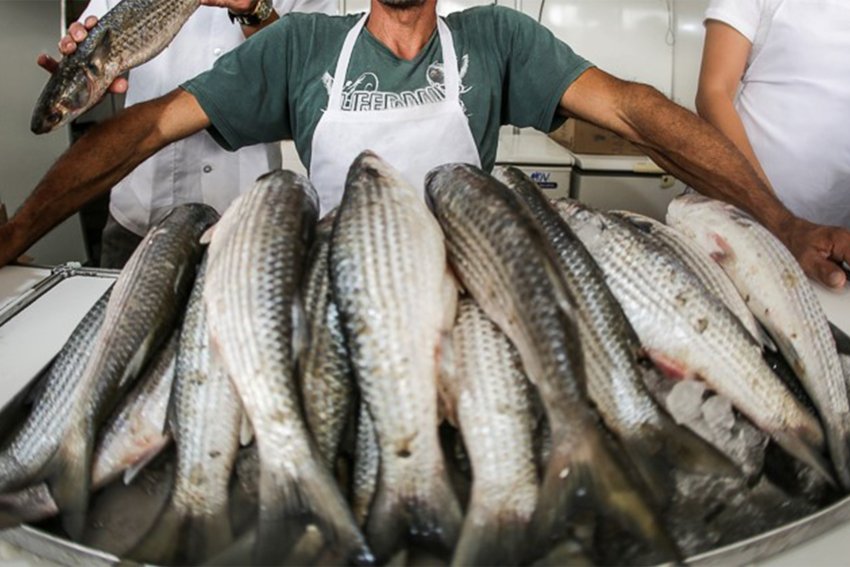 Inscrições para a Feira do Pescado e da Agricultura Familiar vão até a próxima sexta (04) 