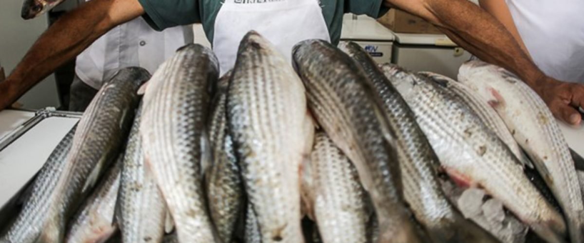 Feira da Agricultura Familiar e do Pescado acontece nos dias 2 e 3 de abril